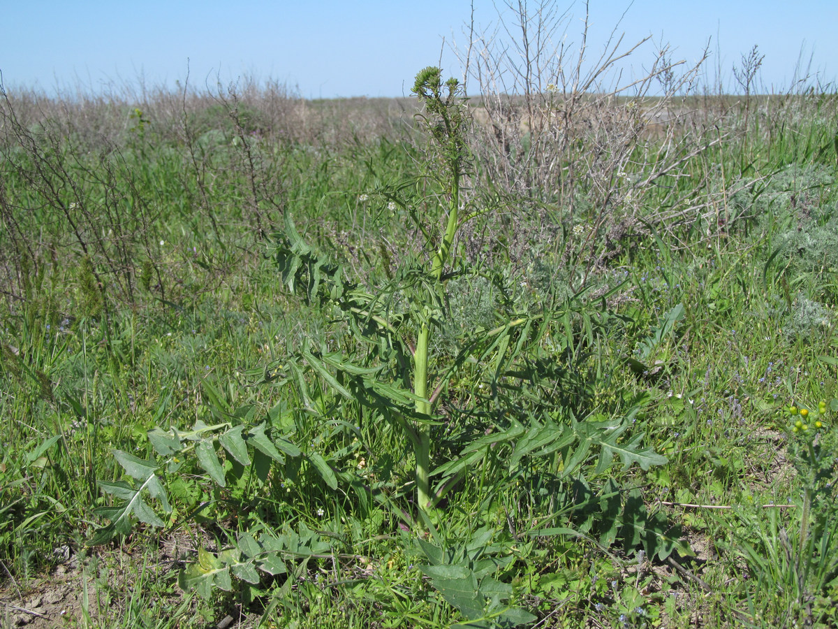 Image of Sisymbrium altissimum specimen.