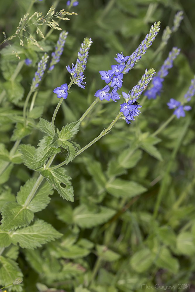 Image of Veronica teucrium specimen.