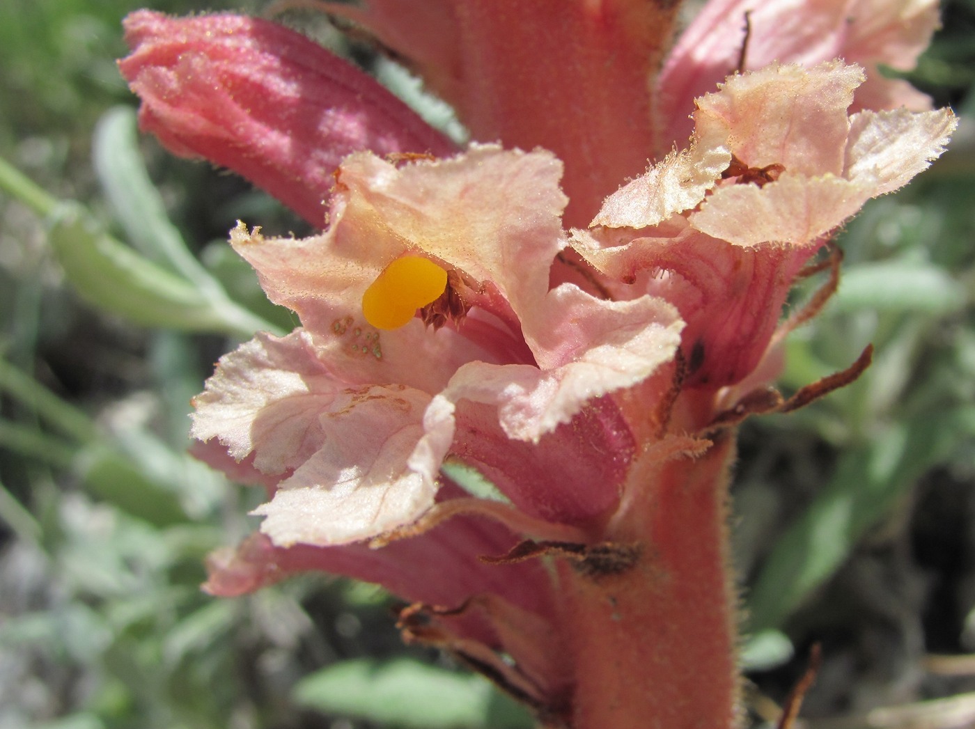 Image of Orobanche kurdica specimen.