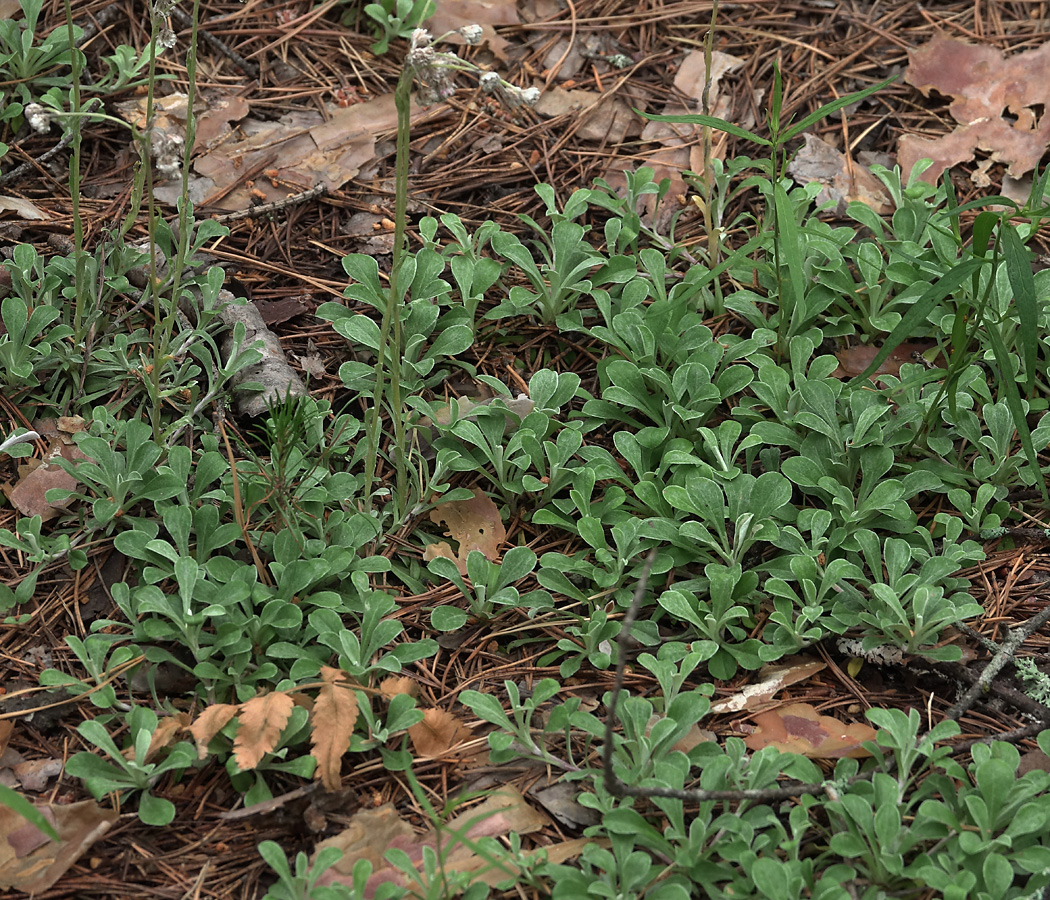 Image of Antennaria dioica specimen.