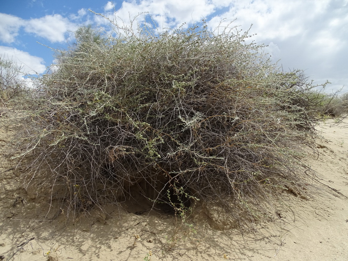 Image of Mausolea eriocarpa specimen.