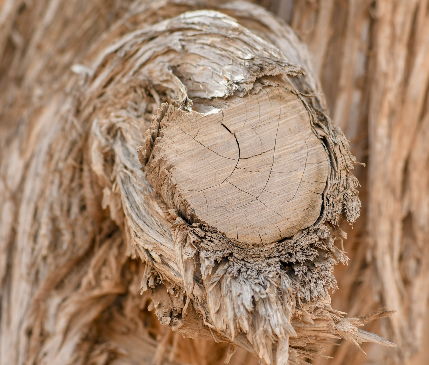 Image of Juniperus phoenicea specimen.