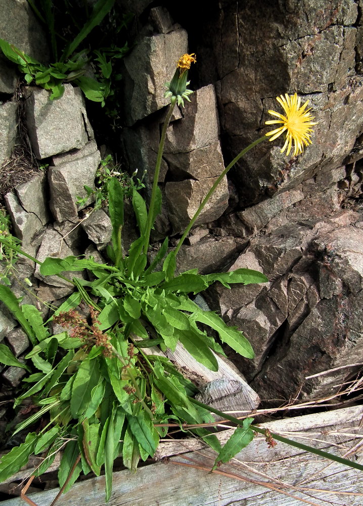 Image of genus Taraxacum specimen.