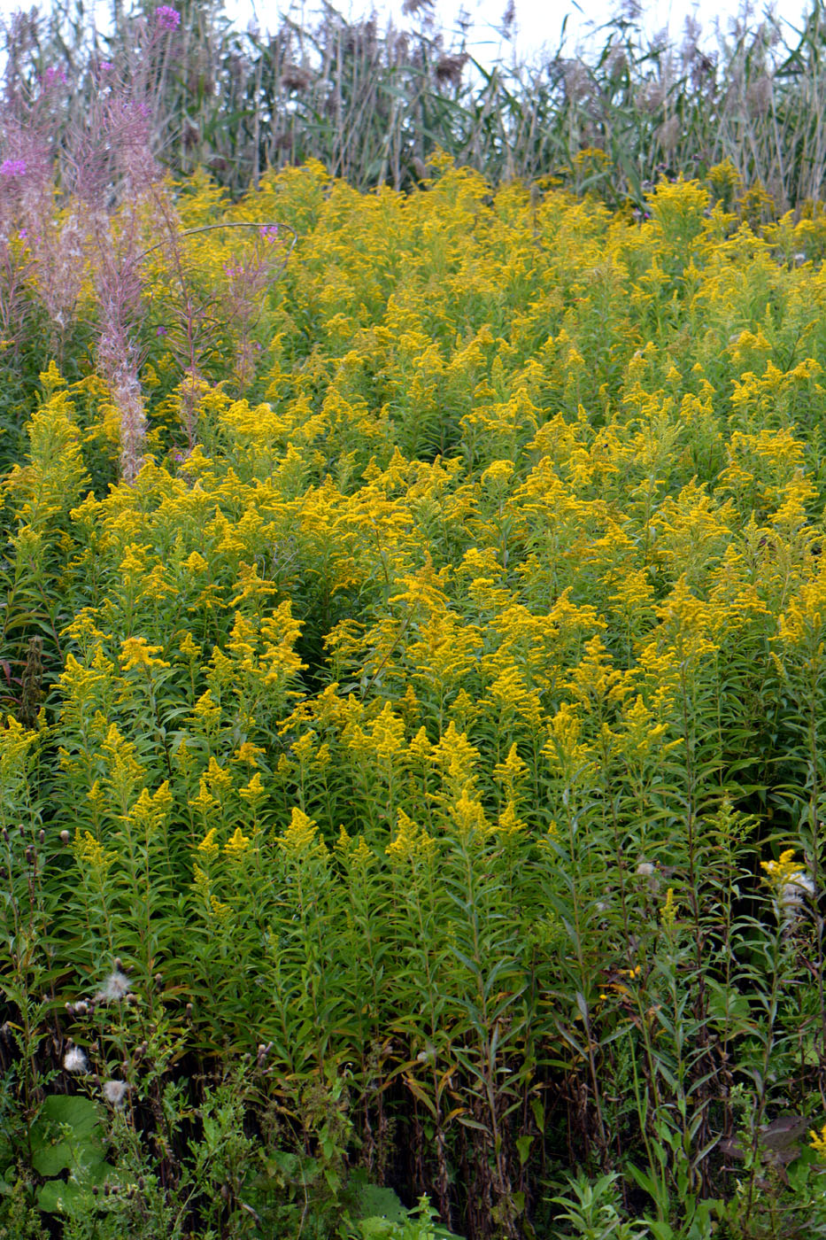 Изображение особи Solidago canadensis.