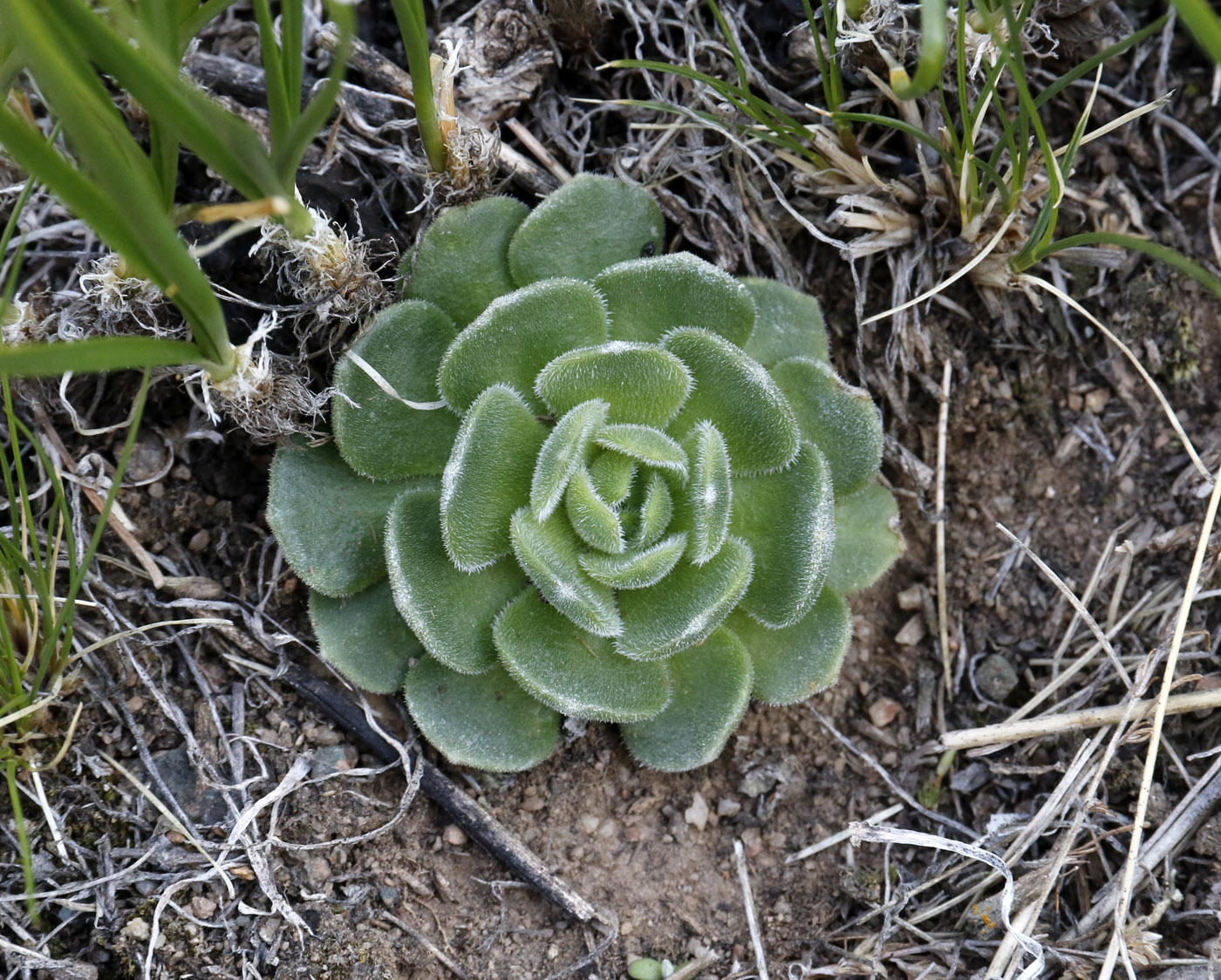 Image of Rosularia platyphylla specimen.