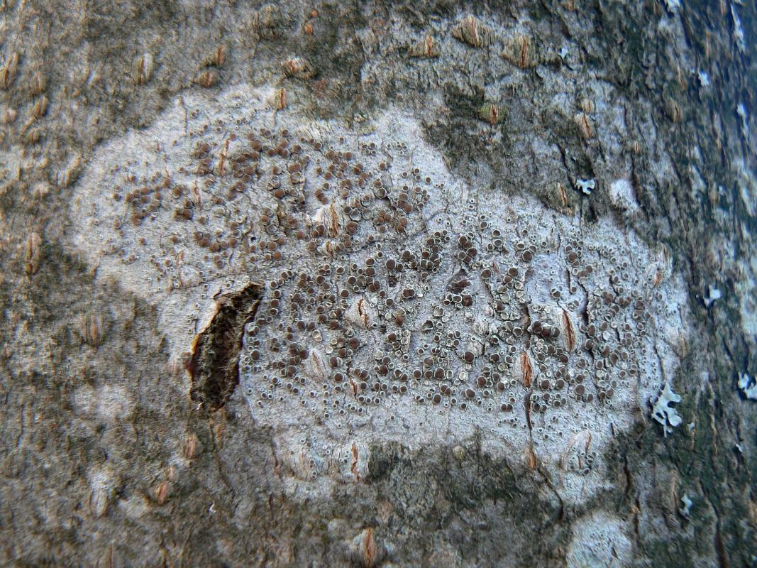 Изображение особи Lecanora chlarotera.