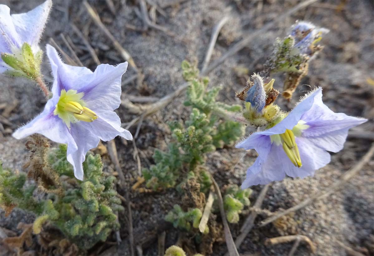 Image of Solanum coquimbense specimen.