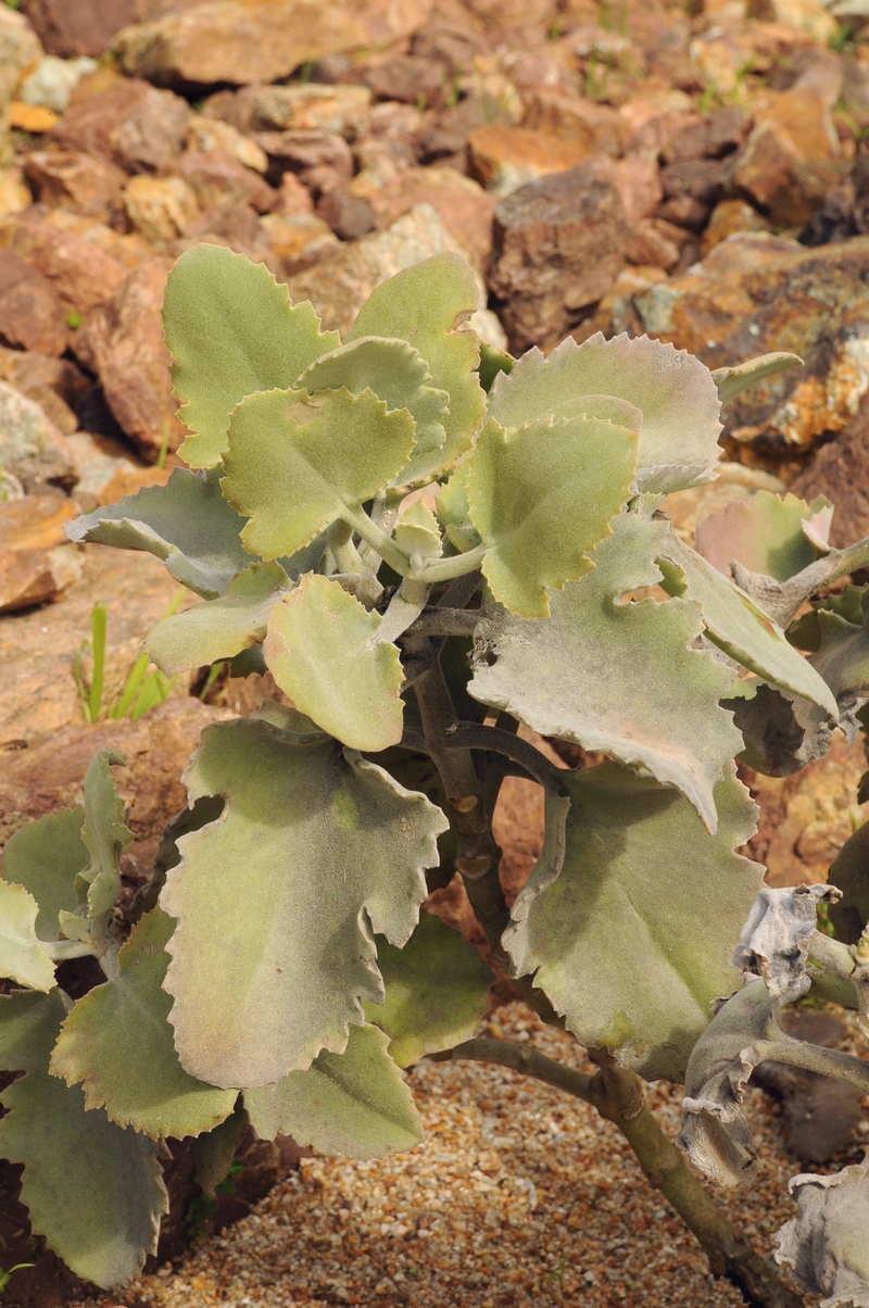 Image of Kalanchoe beharensis specimen.