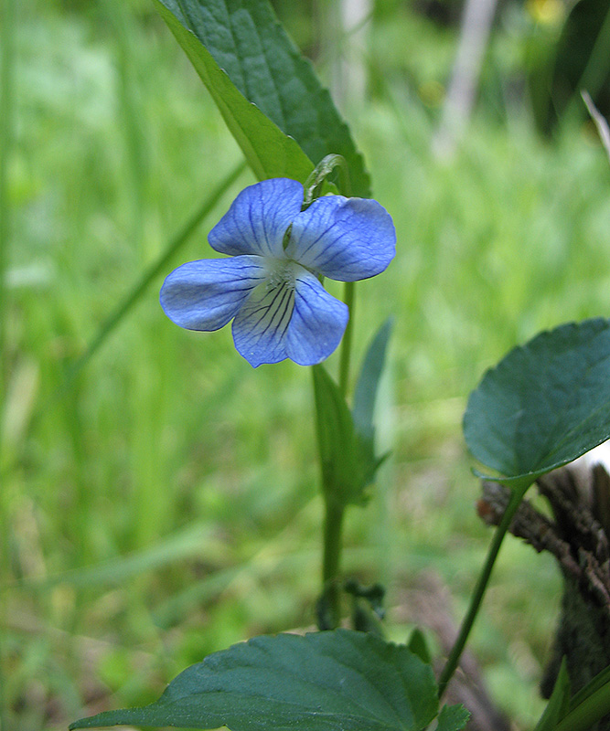 Изображение особи Viola ruppii.