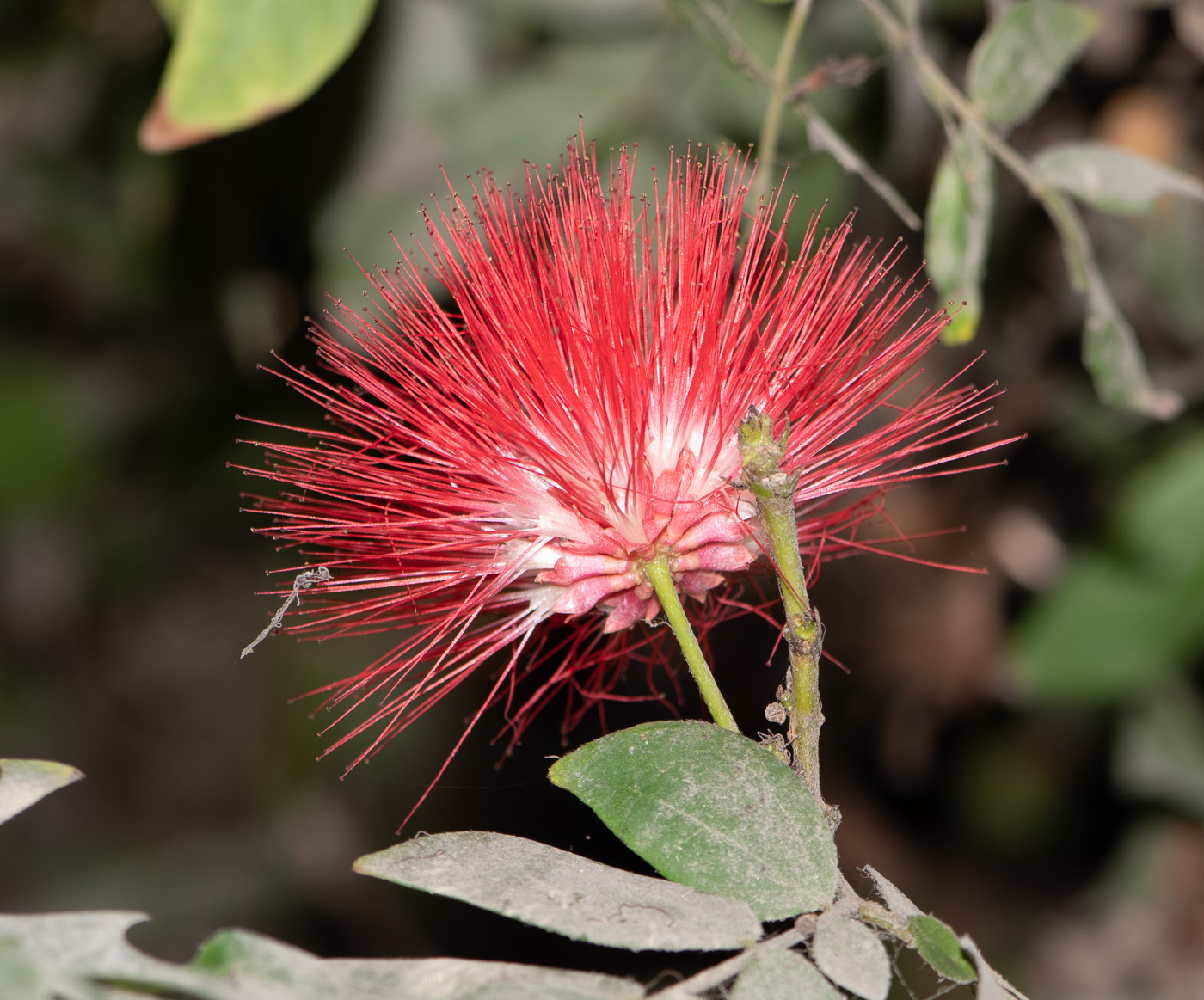 Image of Calliandra trinervia var. carbonaria specimen.