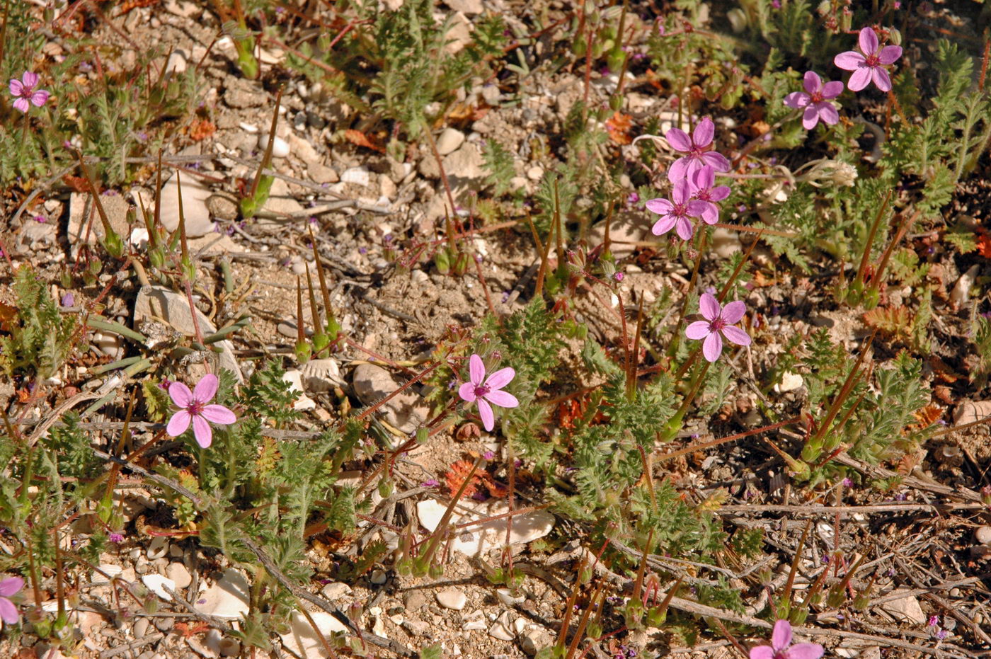 Изображение особи Erodium cicutarium.