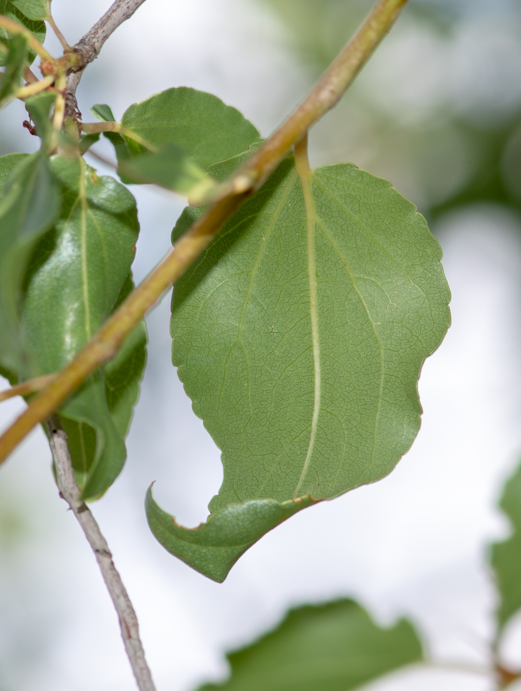 Изображение особи Ziziphus mucronata.