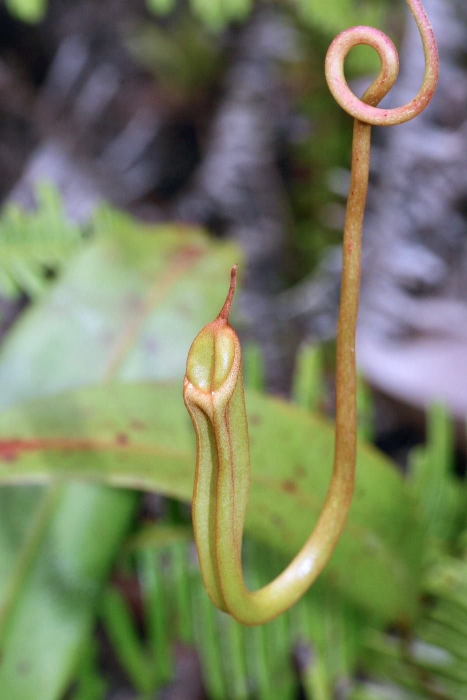 Image of Nepenthes gracilis specimen.