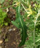 Brassica oleracea variety viridis. Лист. Подмосковье, г. Одинцово, в культуре. Июнь 2020 г.