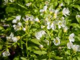 Cardamine amara. Соцветия. Московская обл., г. Дубна, лесопарк, заболоченный участок смешанного леса недалеко от Нового шоссе. 26.05.2020.