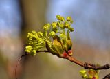 Acer platanoides. Верхушка ветви с распускающимися соцветиями. Московская обл., г. Железнодорожный, в культуре. 24.04.2020.