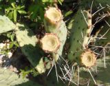 Opuntia phaeacantha разновидность camanchica форма rubra. Верхушка побега с плодами (вид сверху). Украина, г. Запорожье, Запорожский детский ботанический сад, каменистая горка. 04.08.2020.