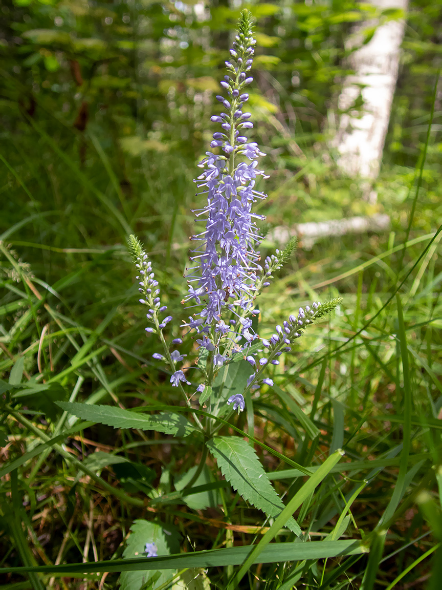 Image of Veronica longifolia specimen.