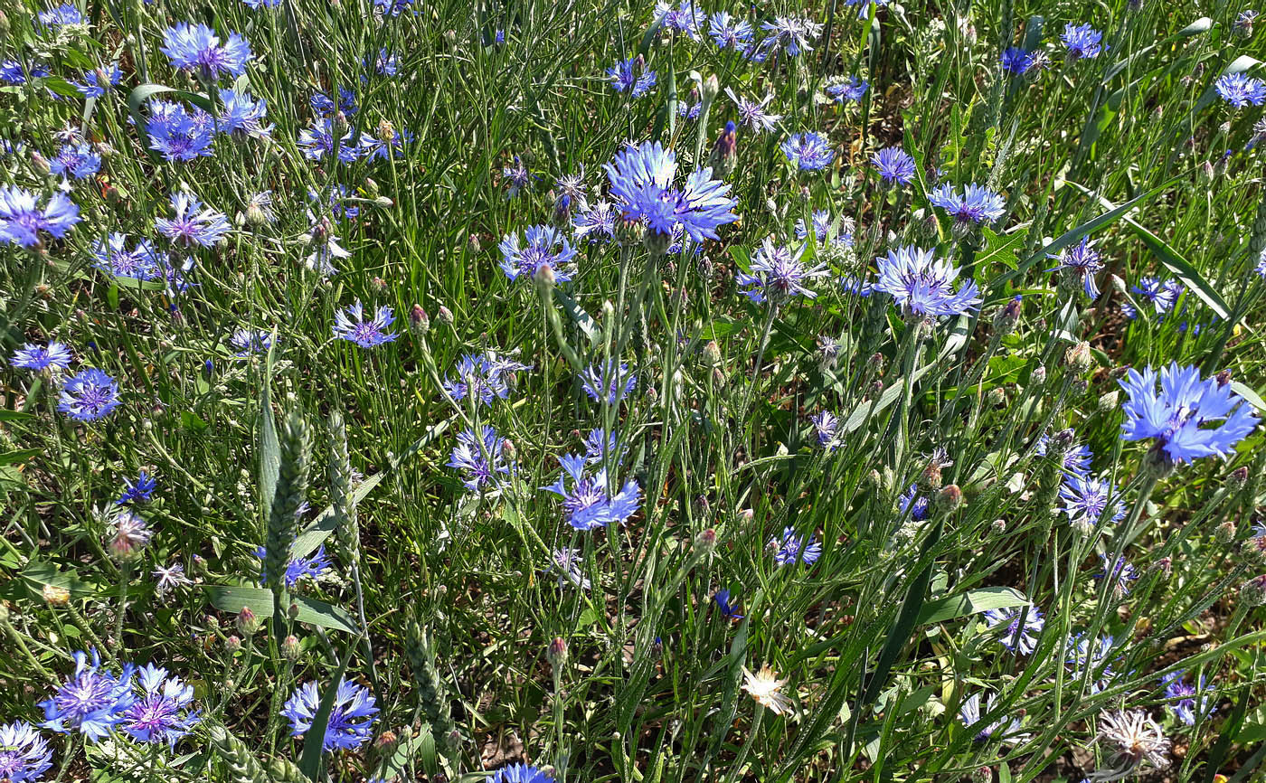 Image of Centaurea cyanus specimen.