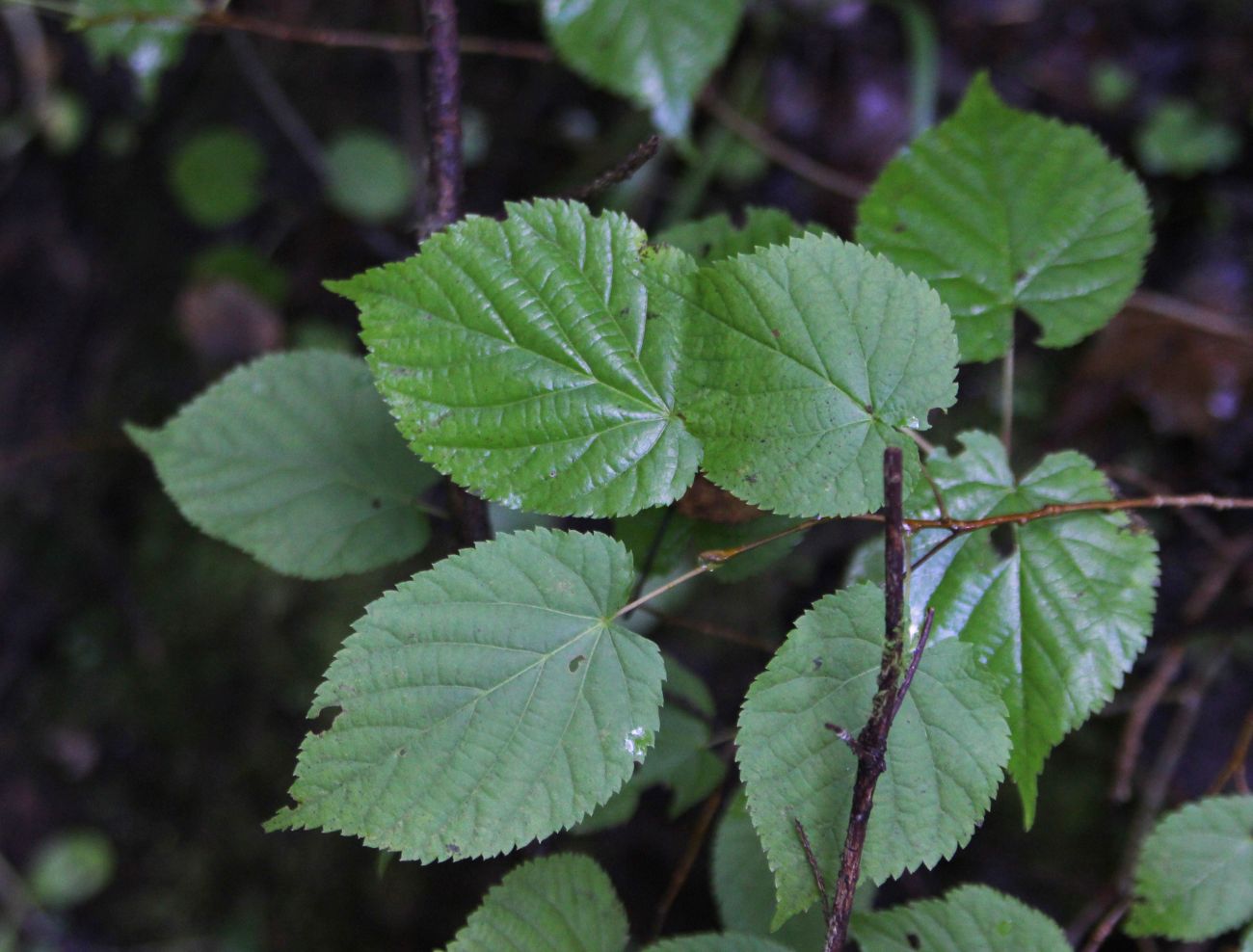 Изображение особи Tilia cordata.