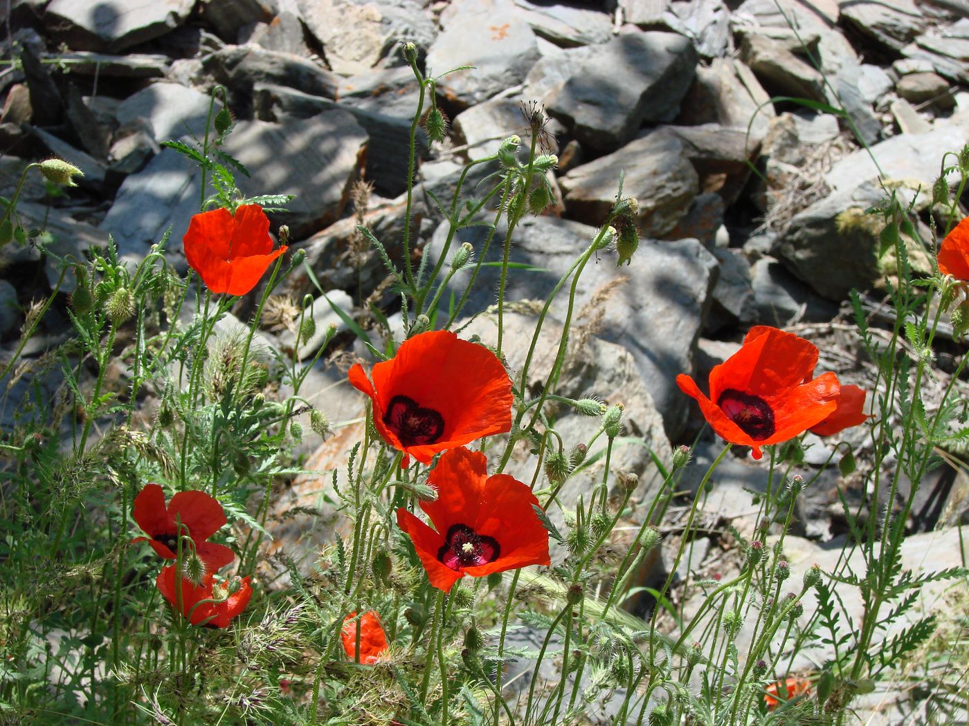 Image of Papaver pavoninum specimen.