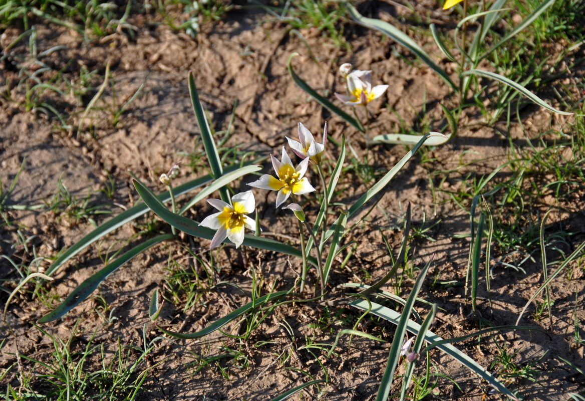 Image of Tulipa patens specimen.