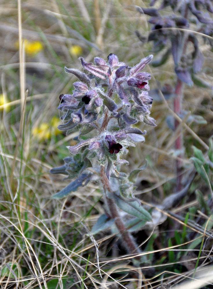 Image of Nonea rossica specimen.