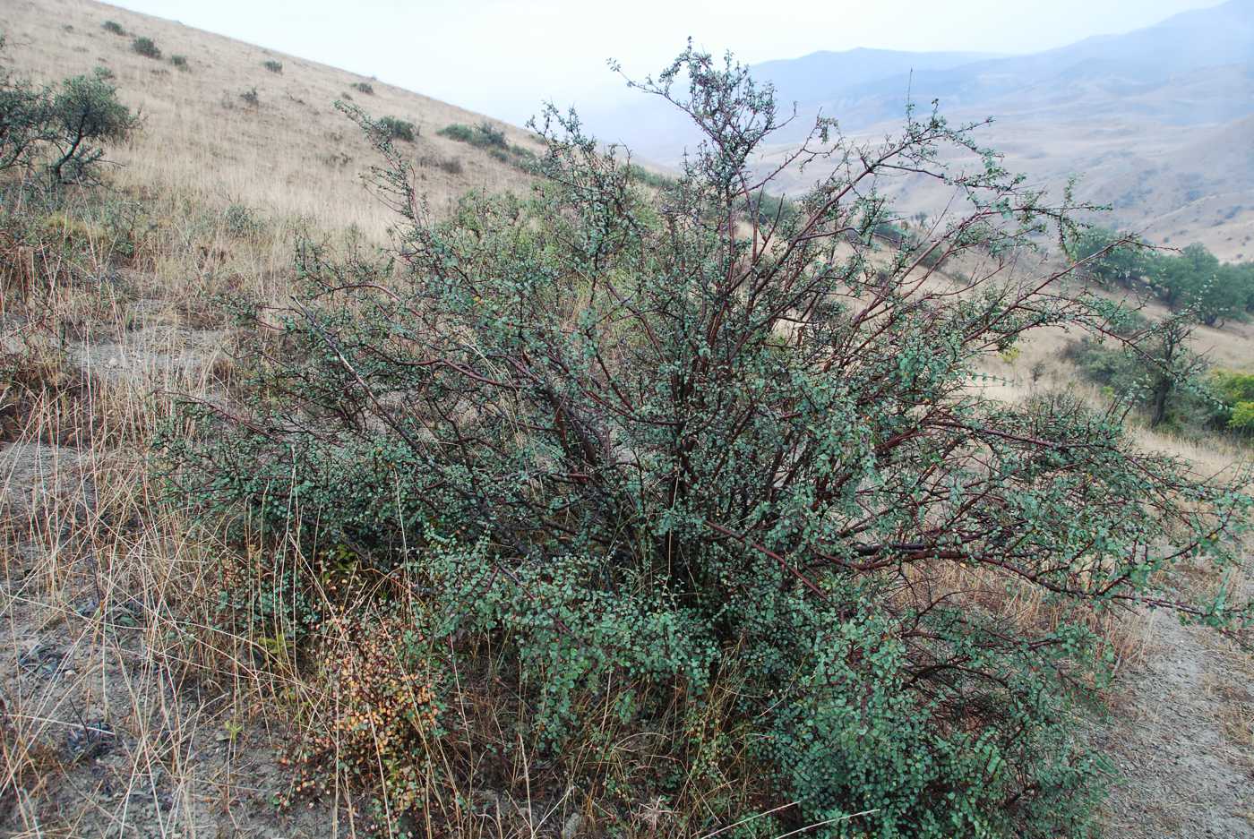 Image of Cotoneaster saxatilis specimen.