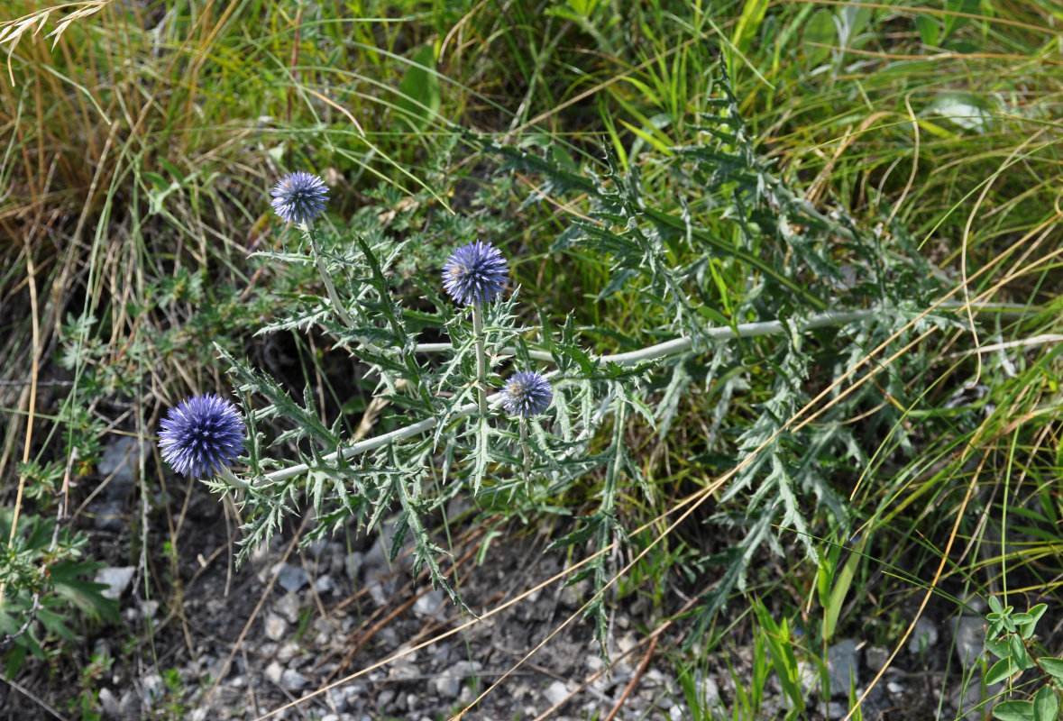 Изображение особи Echinops davuricus.