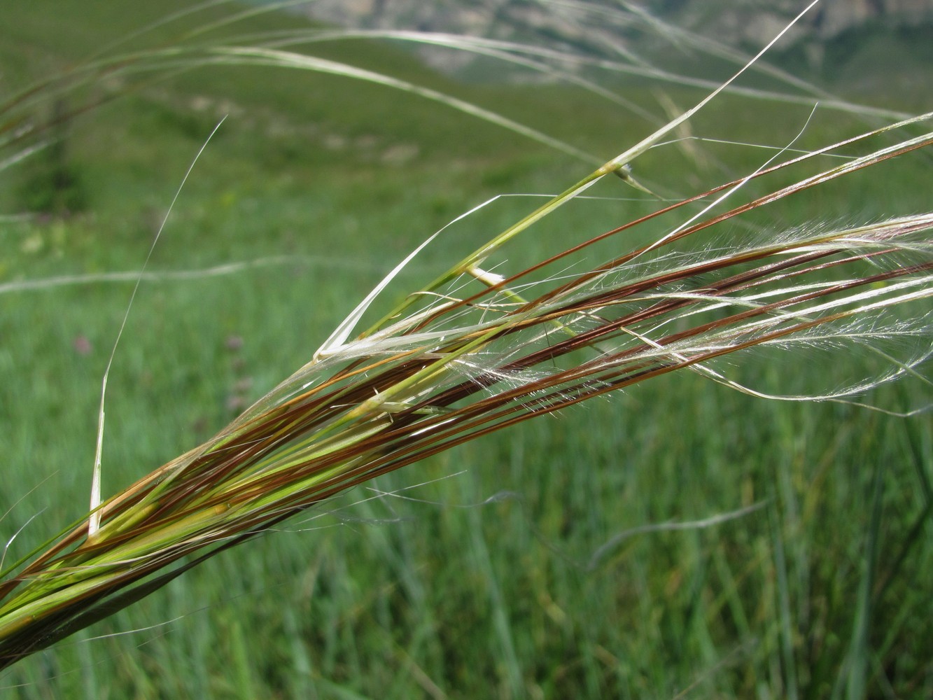 Изображение особи род Stipa.