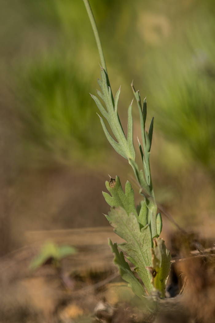 Изображение особи род Papaver.