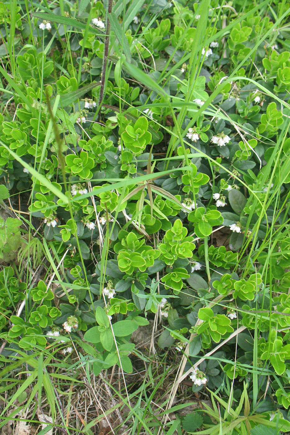 Image of Vaccinium vitis-idaea specimen.