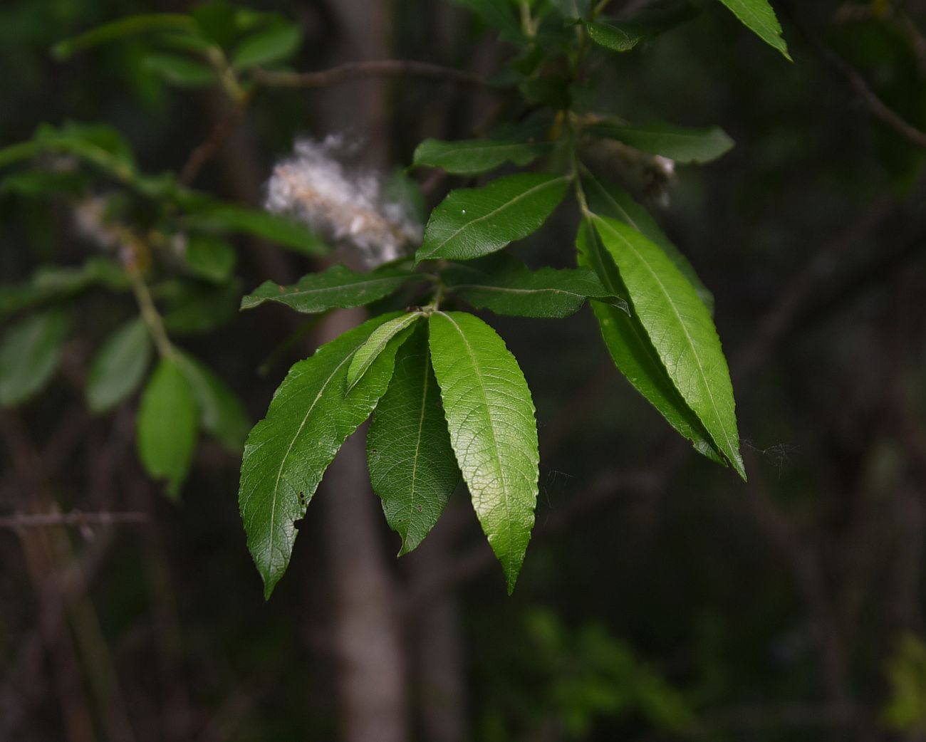 Image of Salix cinerea specimen.