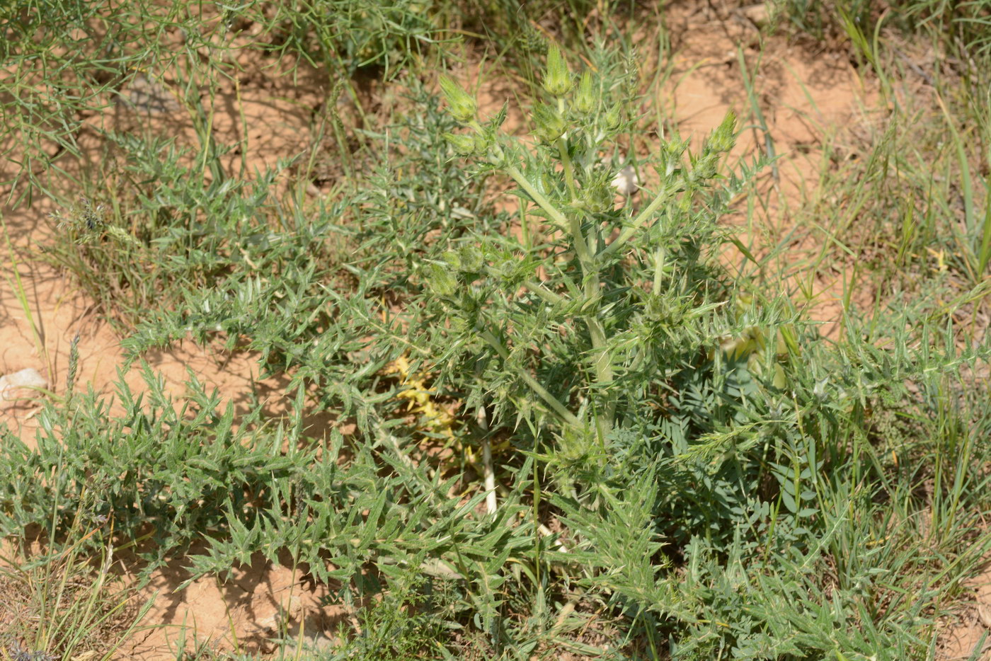 Image of Cousinia minkwitziae specimen.