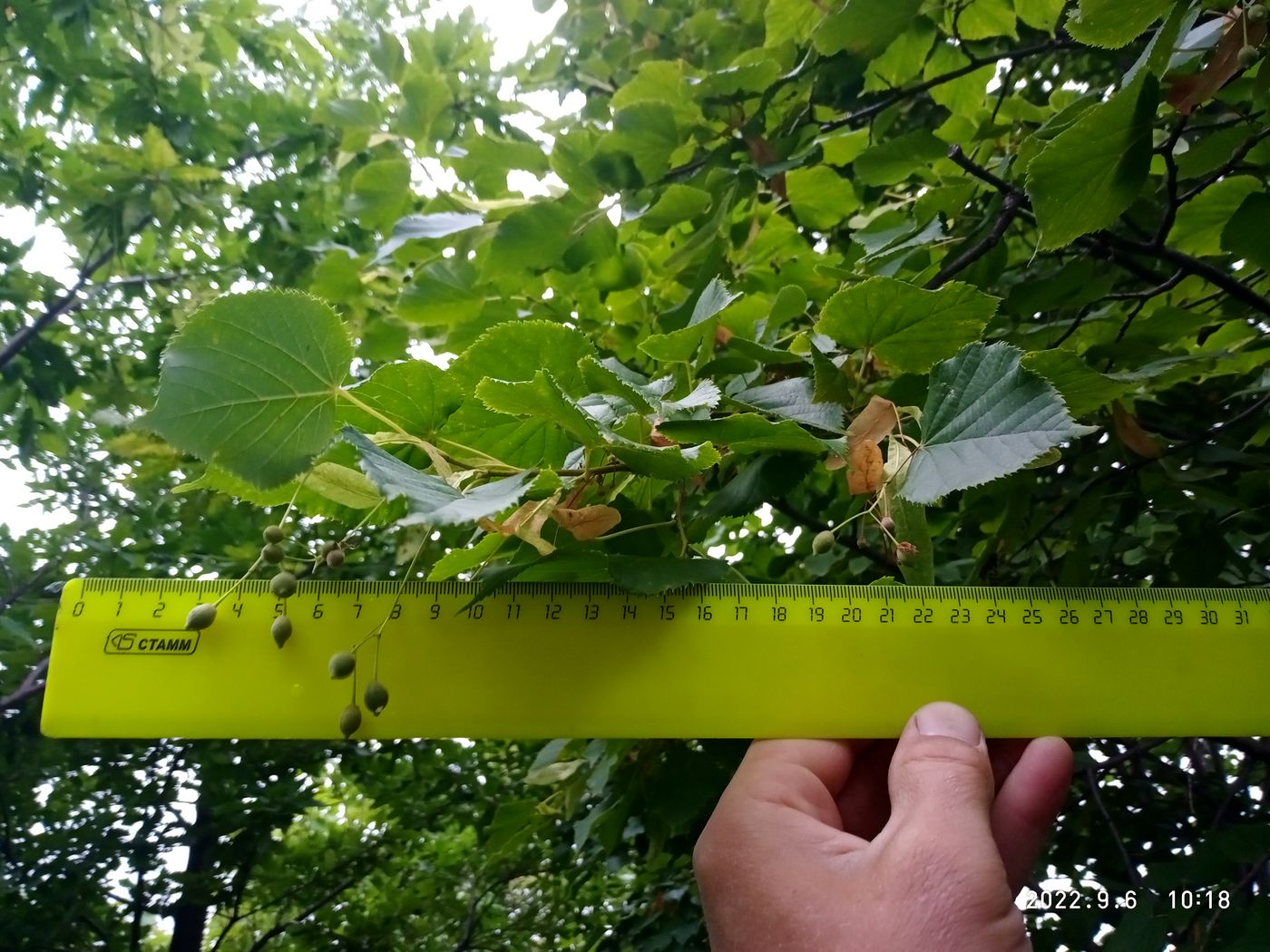 Изображение особи Tilia europaea.