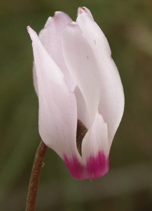 Image of Cyclamen persicum specimen.