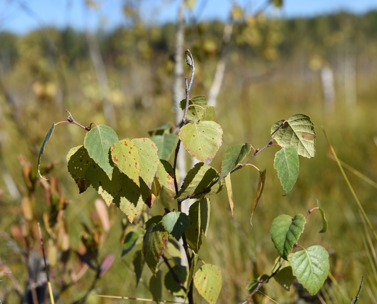 Image of Betula pubescens specimen.