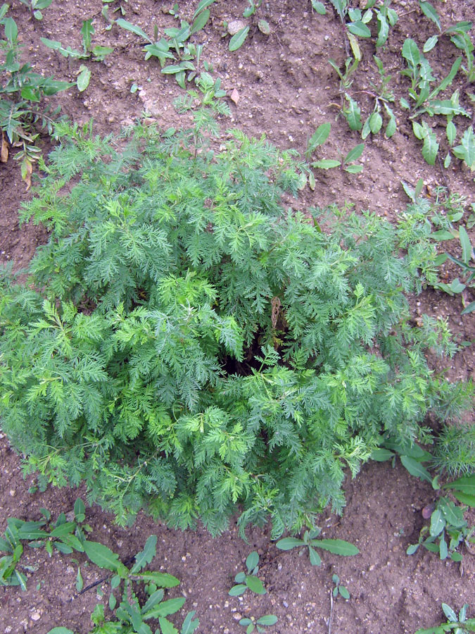 Image of Artemisia annua specimen.