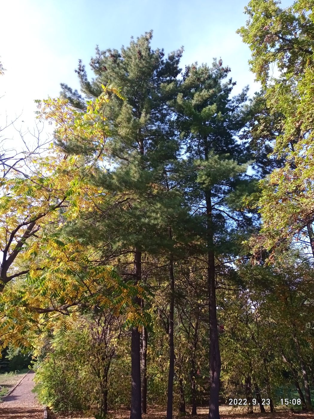 Image of Pinus strobus specimen.