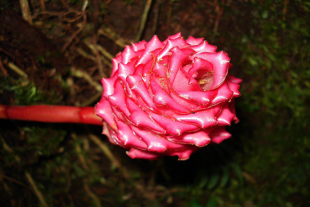 Изображение особи семейство Zingiberaceae.