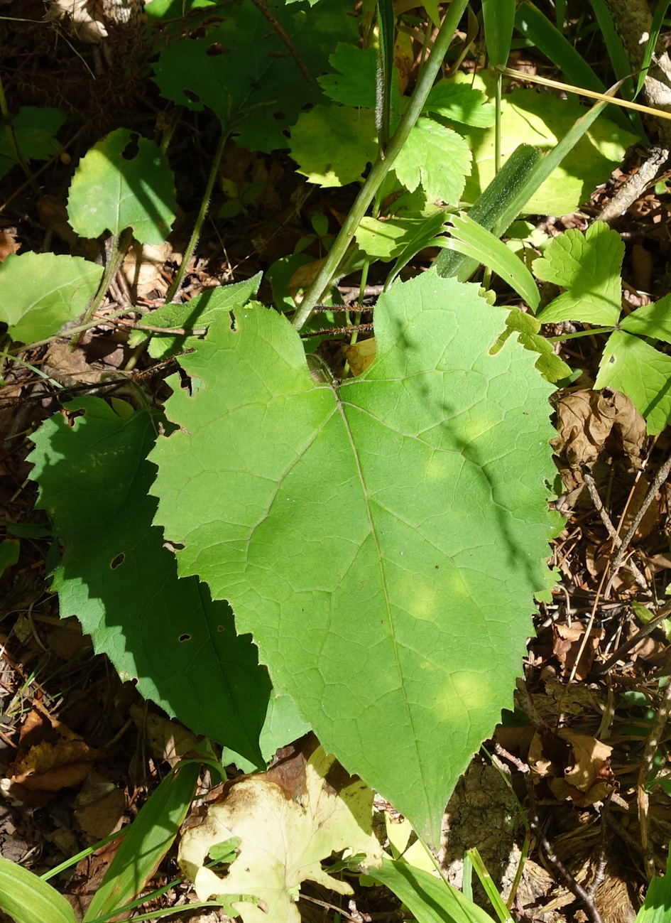 Image of Doellingeria scabra specimen.