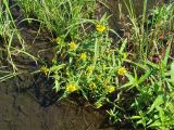 Bidens cernua variety radiata. Цветущее растение. Иркутская обл., Слюдянский р-н, заболоченный берег р. Слюдянка. 01.08.2022.