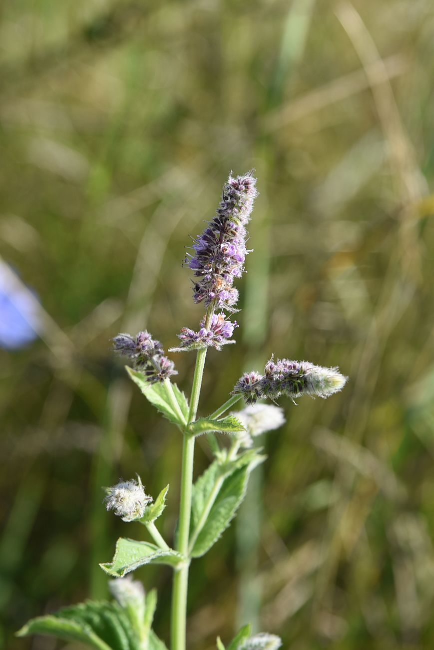 Image of Mentha longifolia specimen.