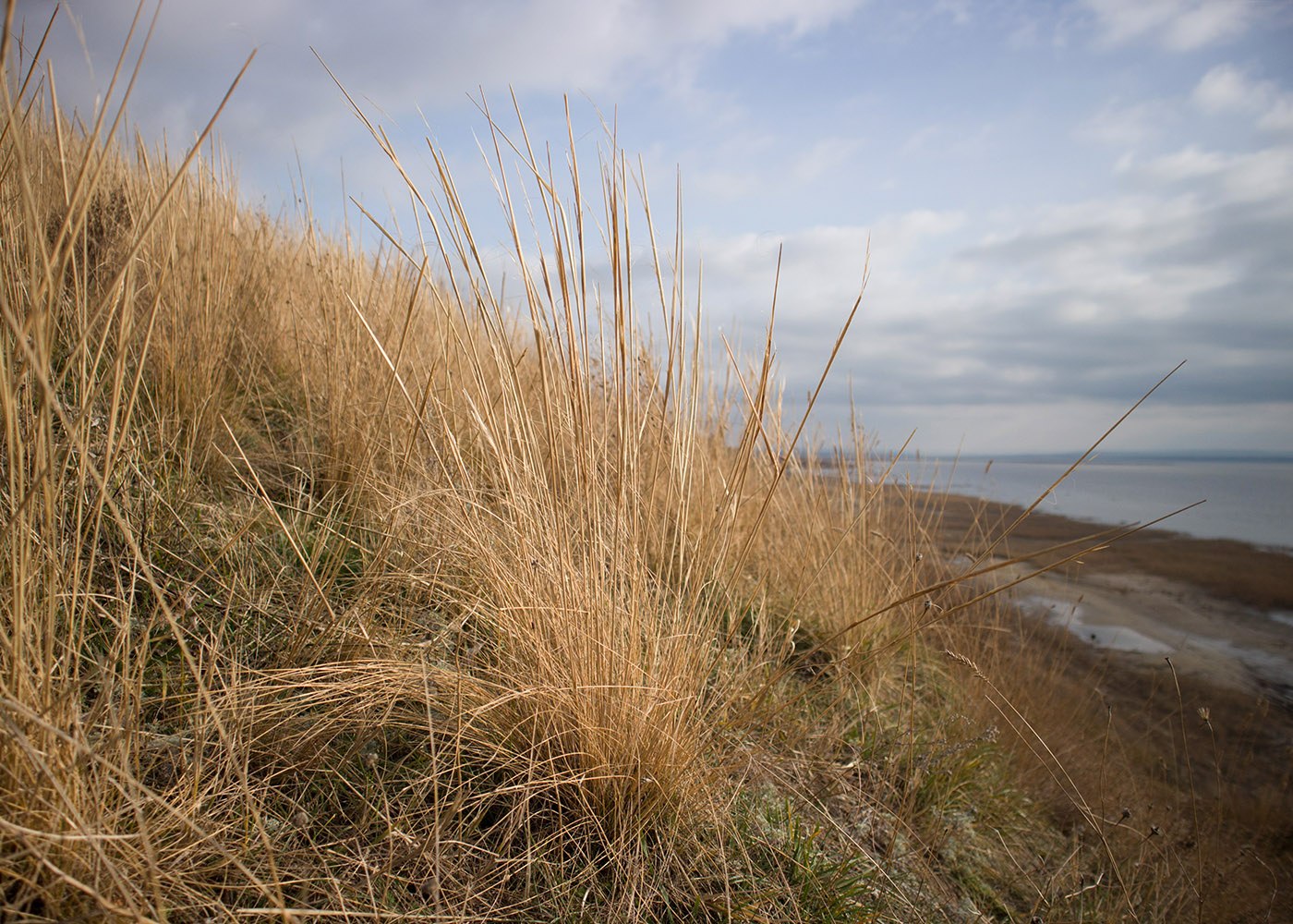 Image of Stipa capillata specimen.