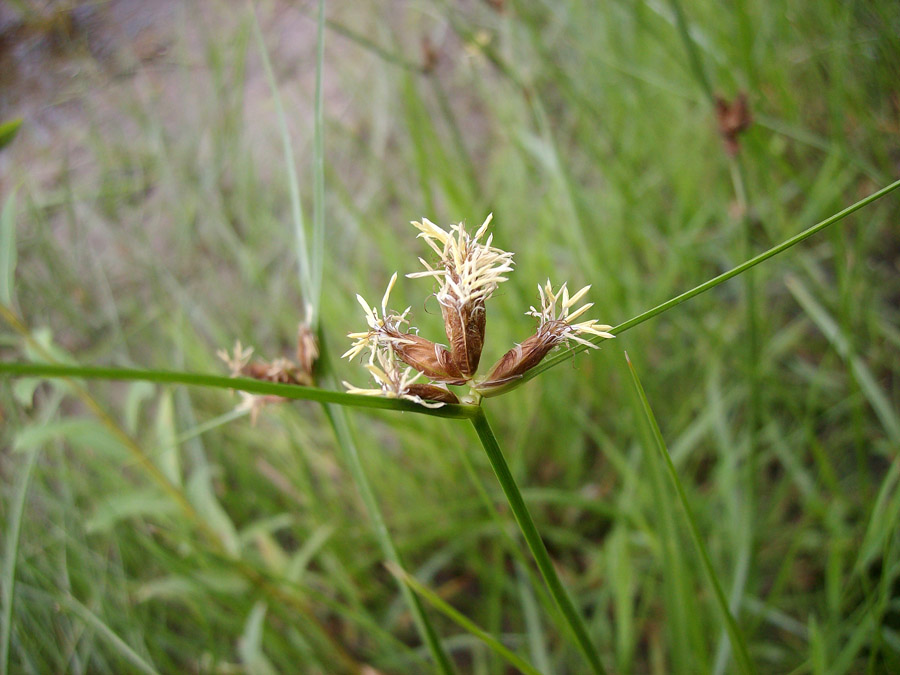 Image of Bolboschoenus planiculmis specimen.