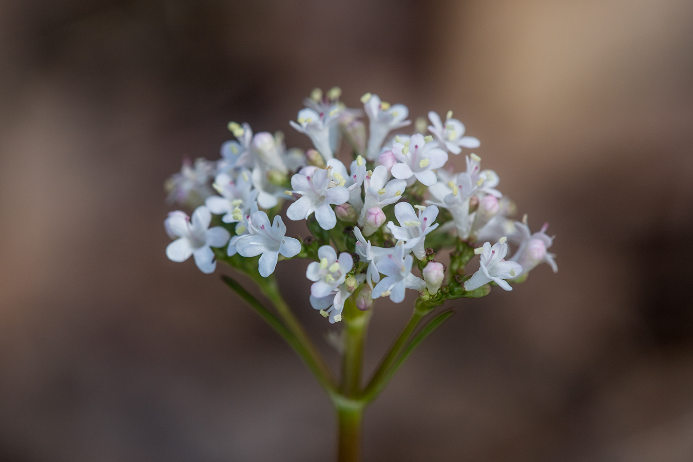 Image of Valeriana tuberosa specimen.