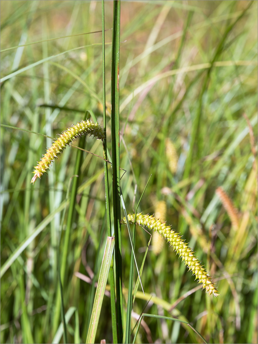 Изображение особи Carex rostrata.