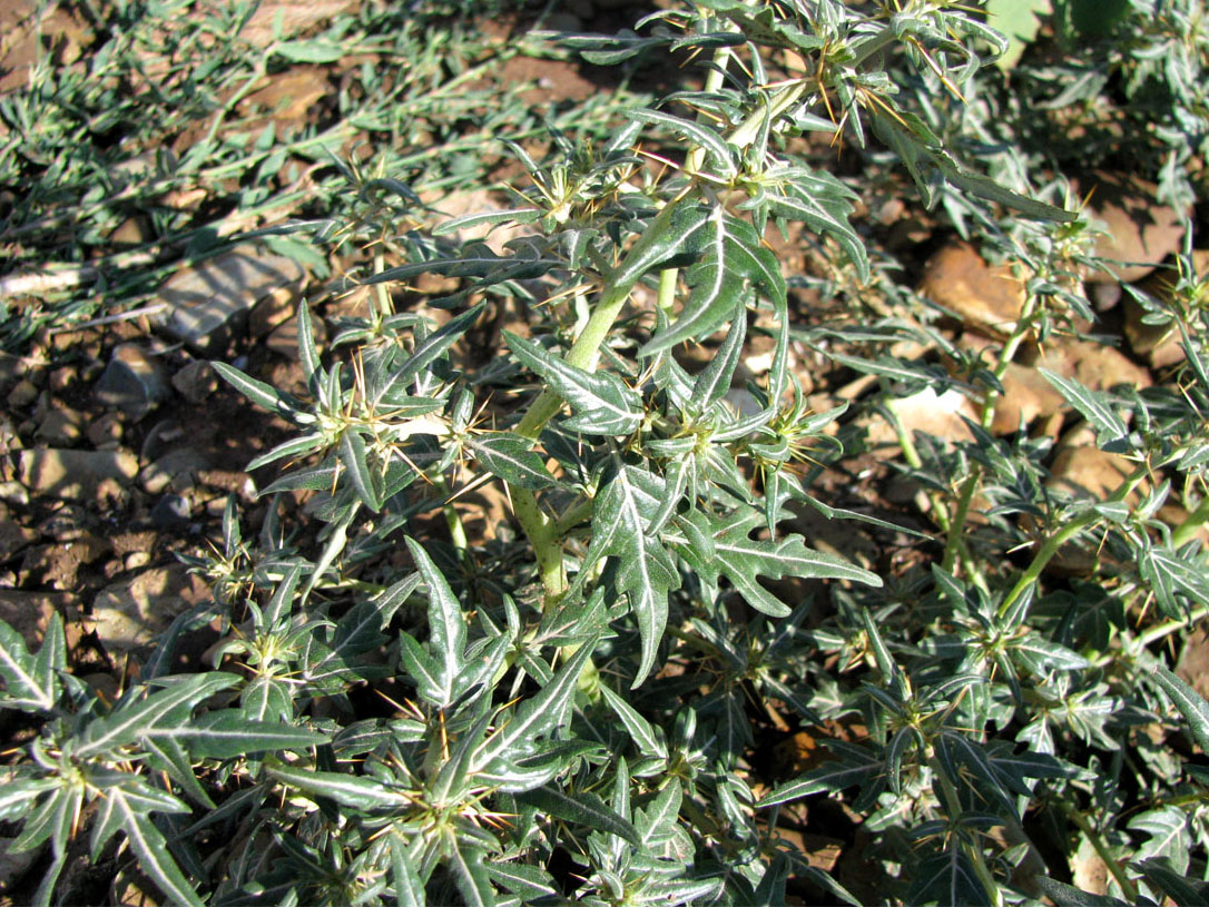 Image of Xanthium spinosum specimen.