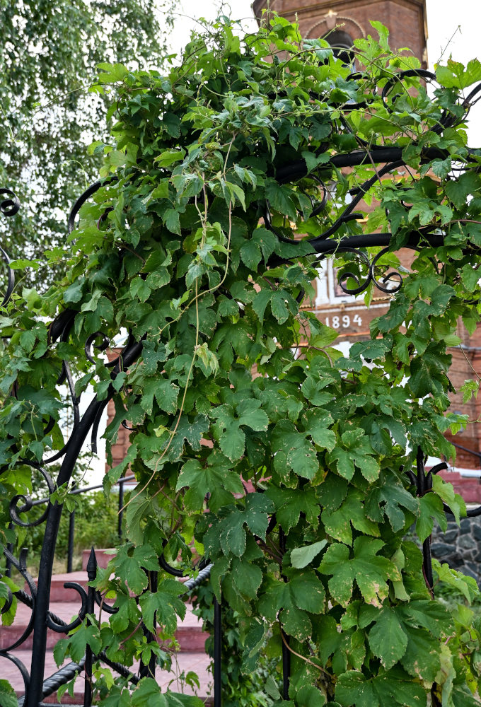 Изображение особи Humulus lupulus.