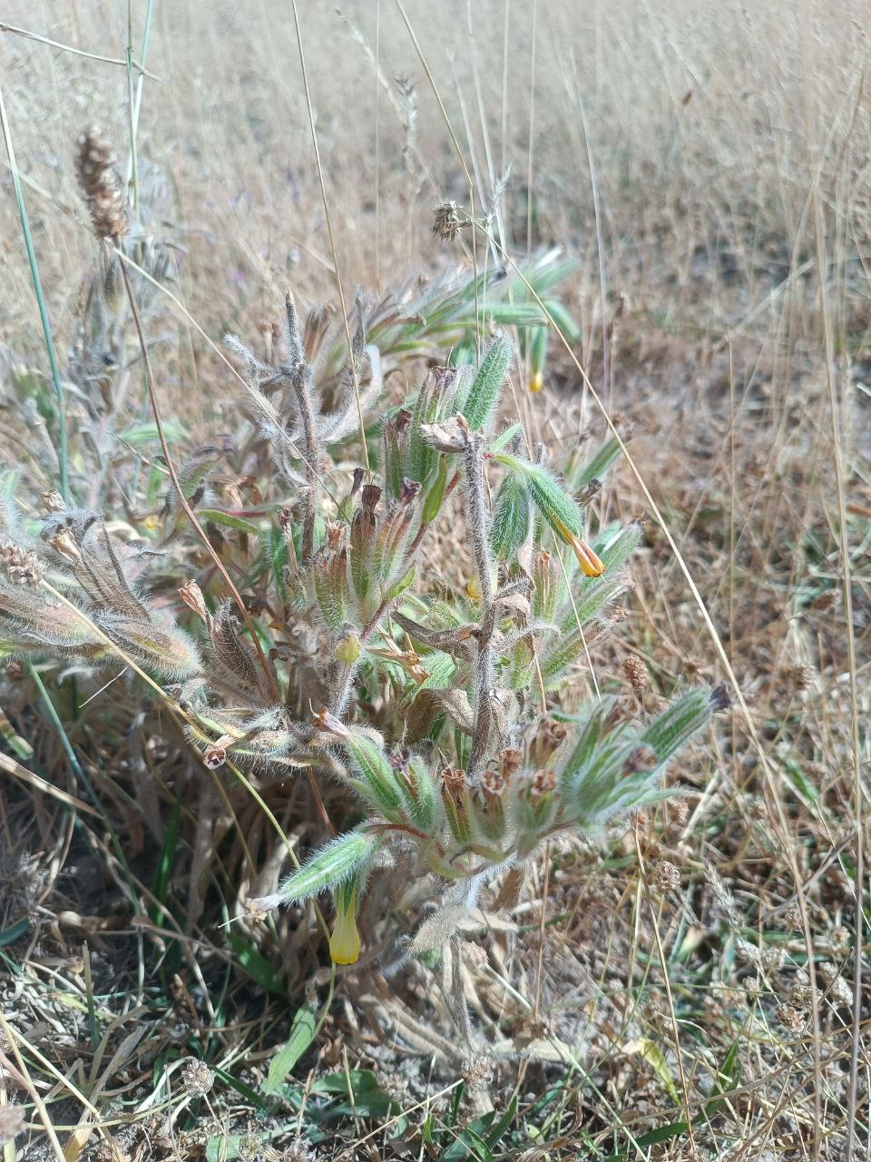 Image of Onosma dichroantha specimen.